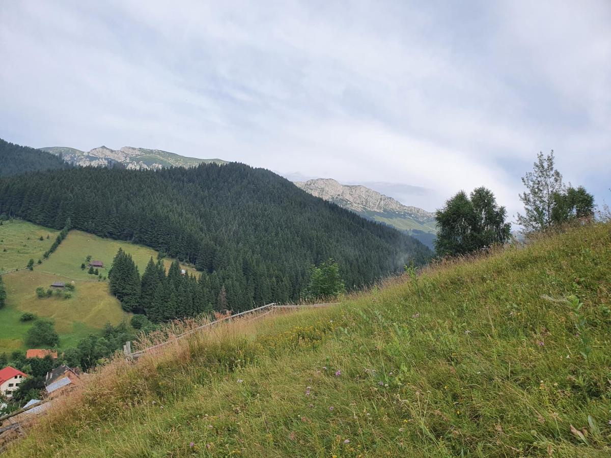 Hotel Alegria - Moieciu De Sus Moeciu De Sus Zewnętrze zdjęcie