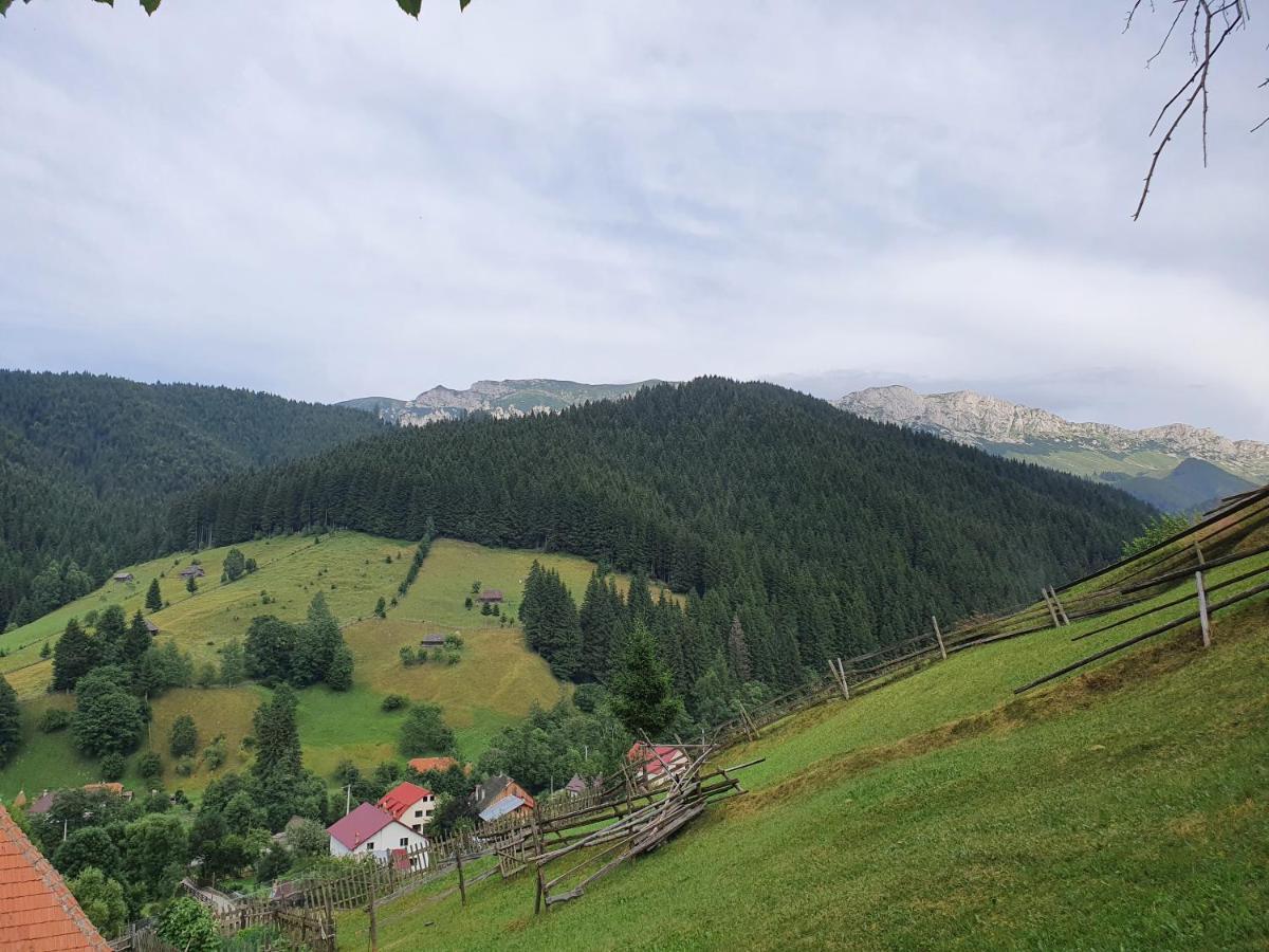 Hotel Alegria - Moieciu De Sus Moeciu De Sus Zewnętrze zdjęcie