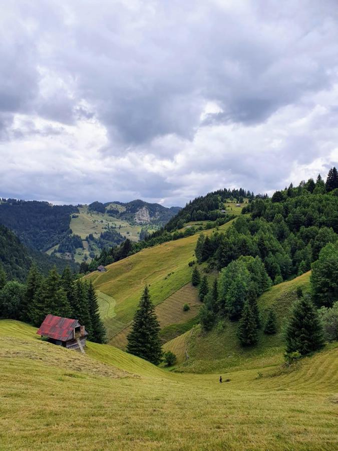 Hotel Alegria - Moieciu De Sus Moeciu De Sus Zewnętrze zdjęcie