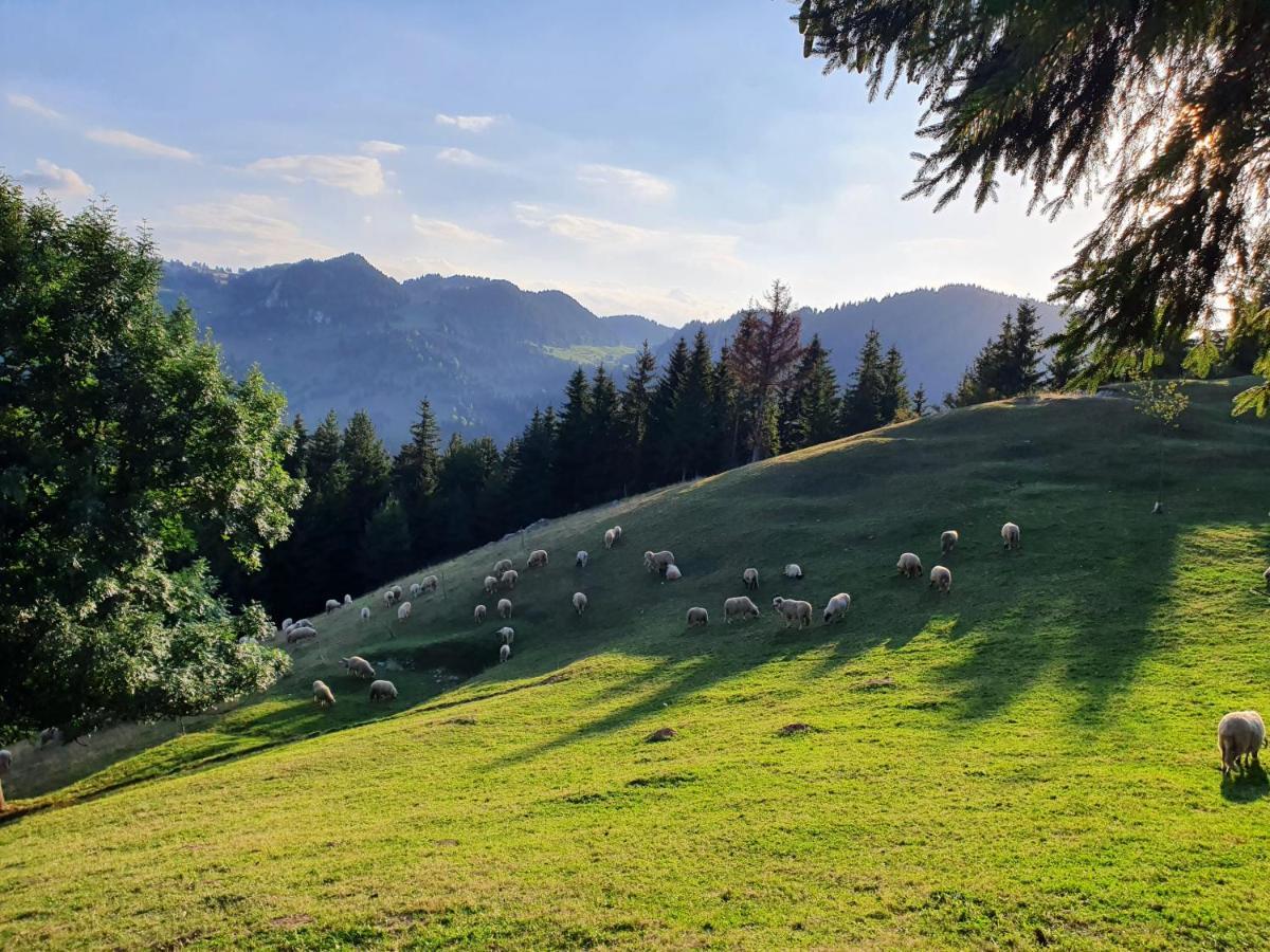 Hotel Alegria - Moieciu De Sus Moeciu De Sus Zewnętrze zdjęcie